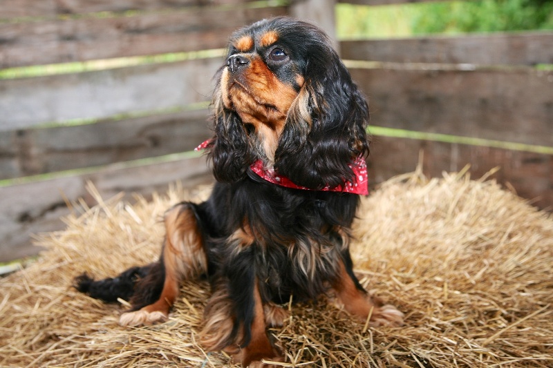 Haddyson shepherd des Greves du Marloux