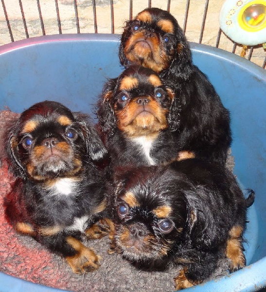 chiot King Charles Spaniel des Greves du Marloux