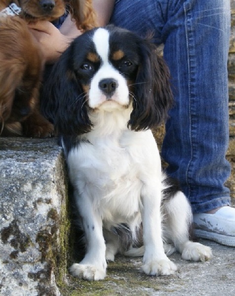 Florenthyne chatillon des Greves du Marloux