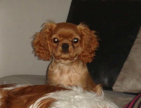 Gianni versace (dit gino) des Greves du Marloux