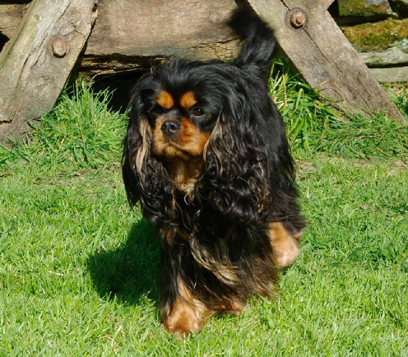 Haddyson shepherd des Greves du Marloux