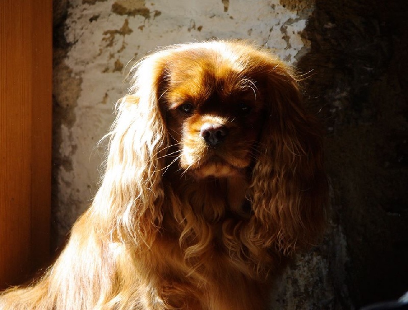 Gabhanna parker doll (dite ella) des Greves du Marloux