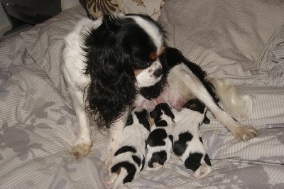 des Greves du Marloux - PHOTOS DES BEBES