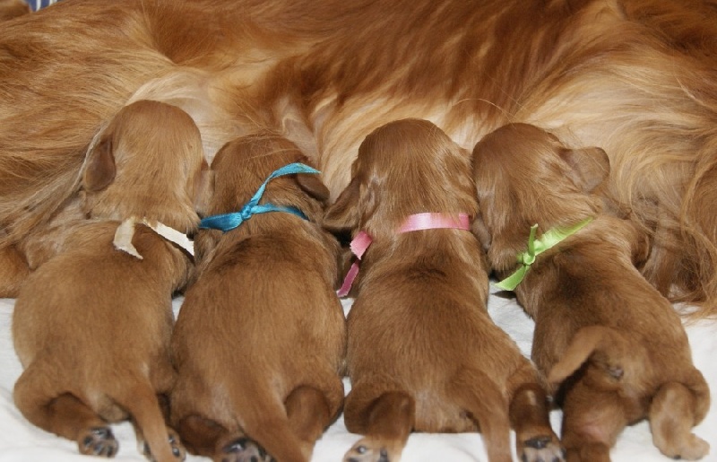BEBES EMILOU 2011