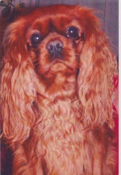 BEBES DOLCE DJANGO 2012