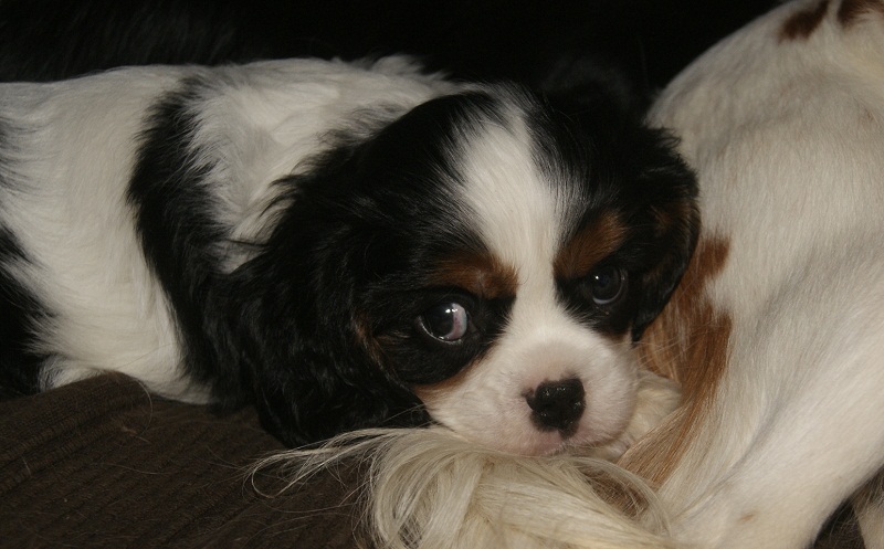 BEBES 2010