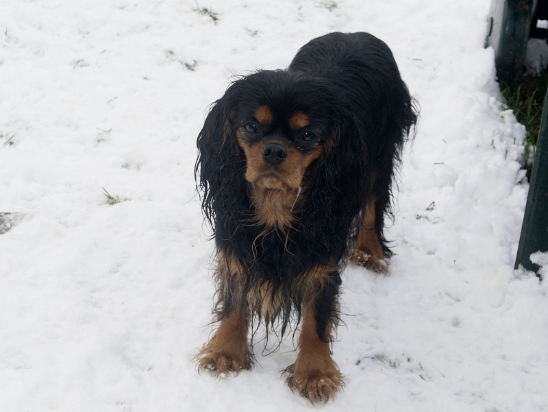 LA NEIGE