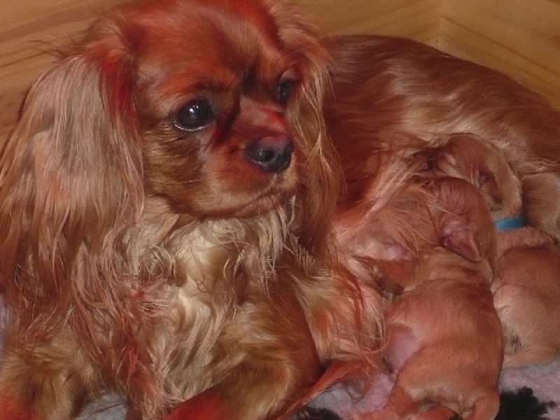 BEBES 2009