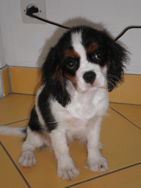 BEBES CHELSEA CHARLIE 2010